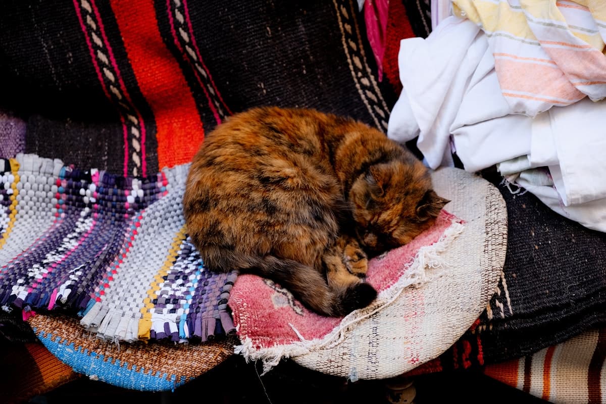 Abyssinian Kitten First 30 Days: Active Cat Complete Care Guide