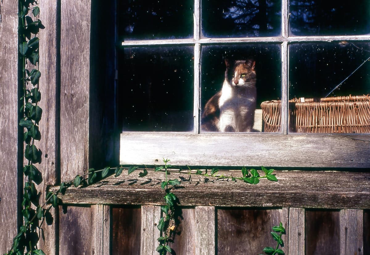 American Shorthair Kitten First 30 Days: Complete New Owner Guide (2026)