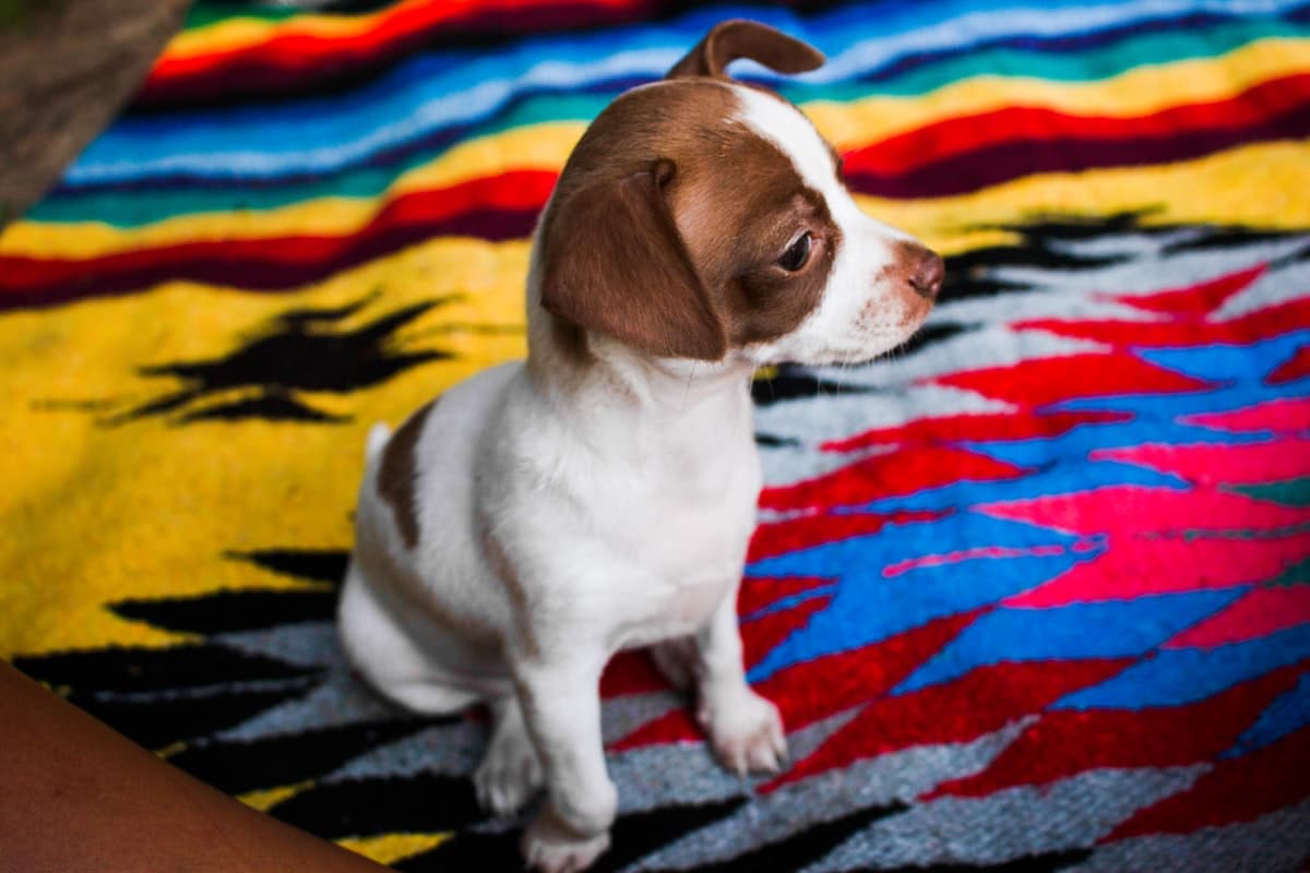 Beagle First 30 Days: Complete New Owner Guide (2026)