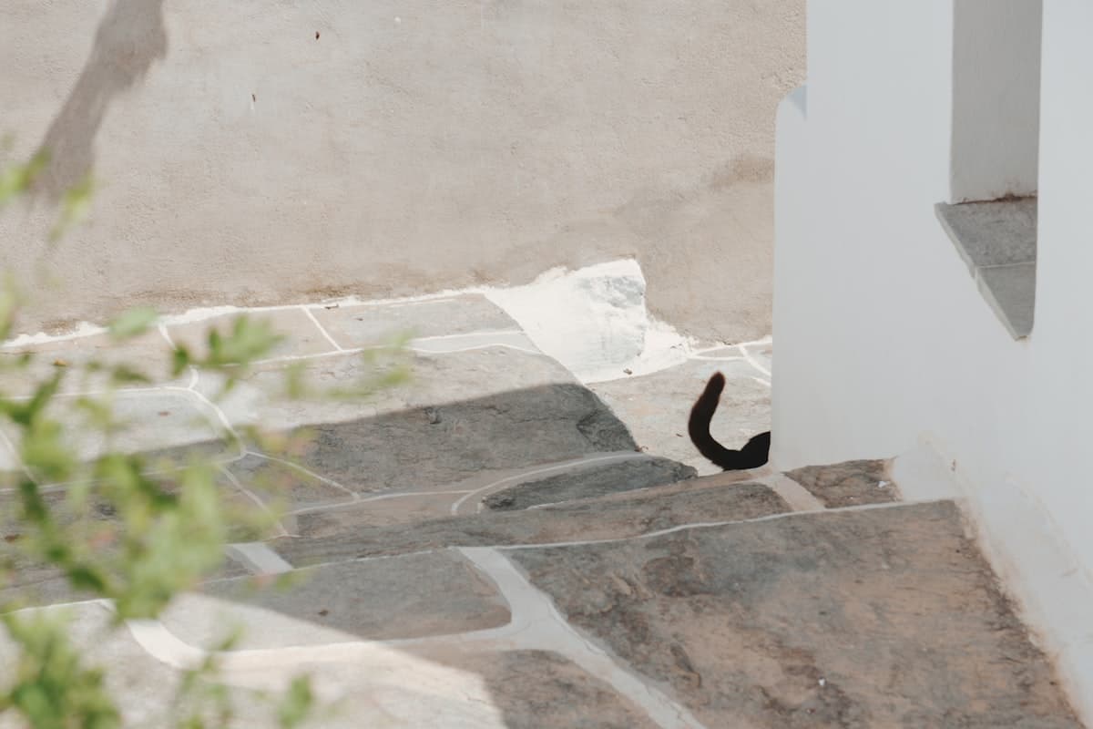 Bengal Kitten First 30 Days: Complete New Owner Guide (2026)