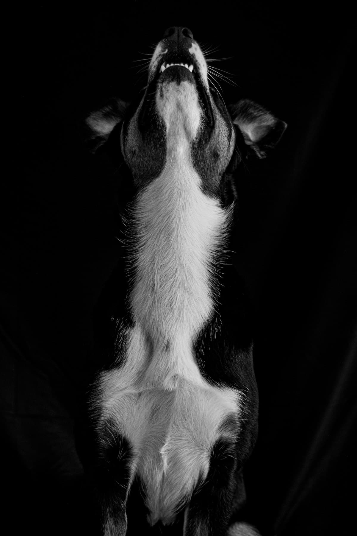 Dachshund First 30 Days: Complete New Owner Guide (2026)