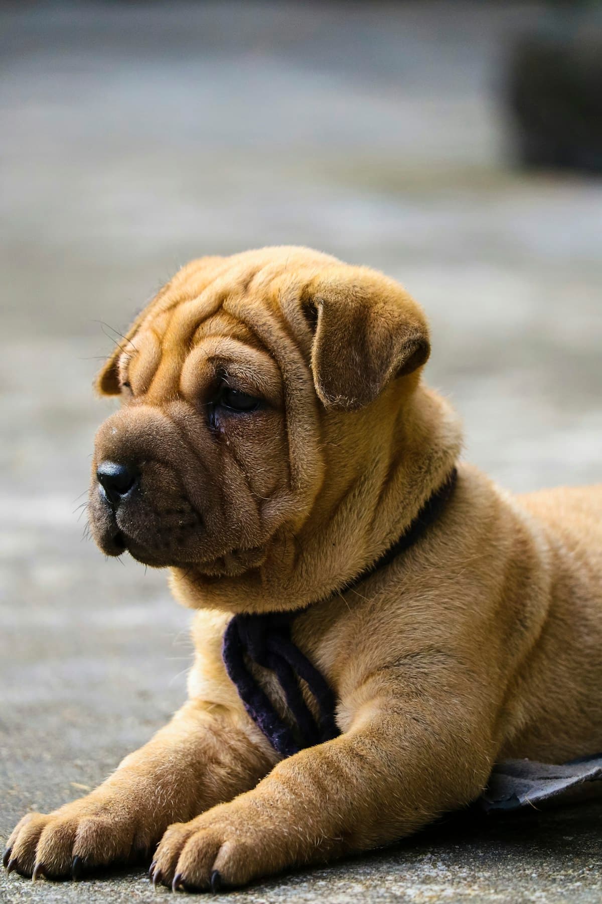 English Bulldog First 30 Days: Complete New Owner Guide (2026)
