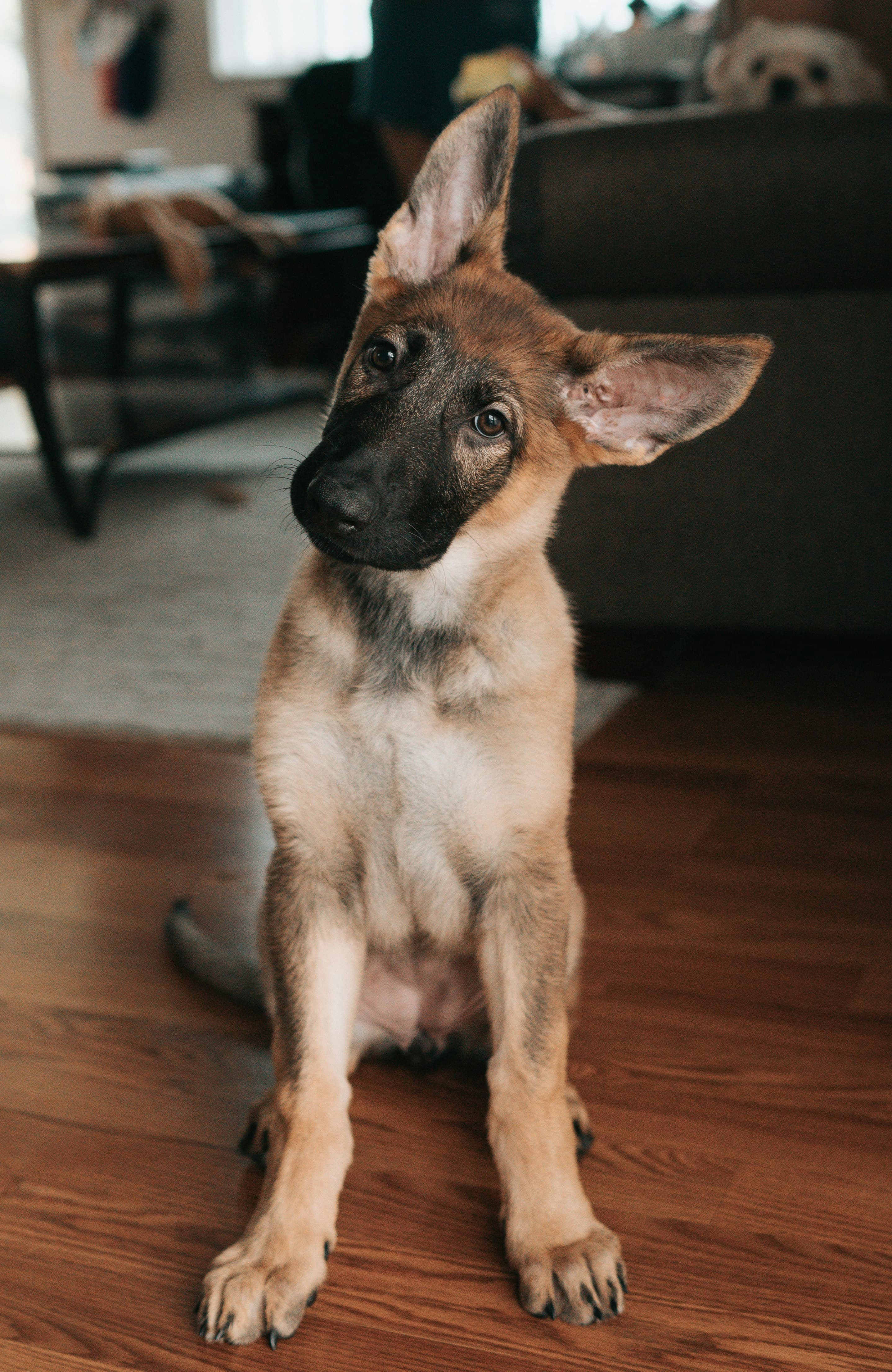 German Shepherd First 30 Days: Complete New Owner Guide (2026)