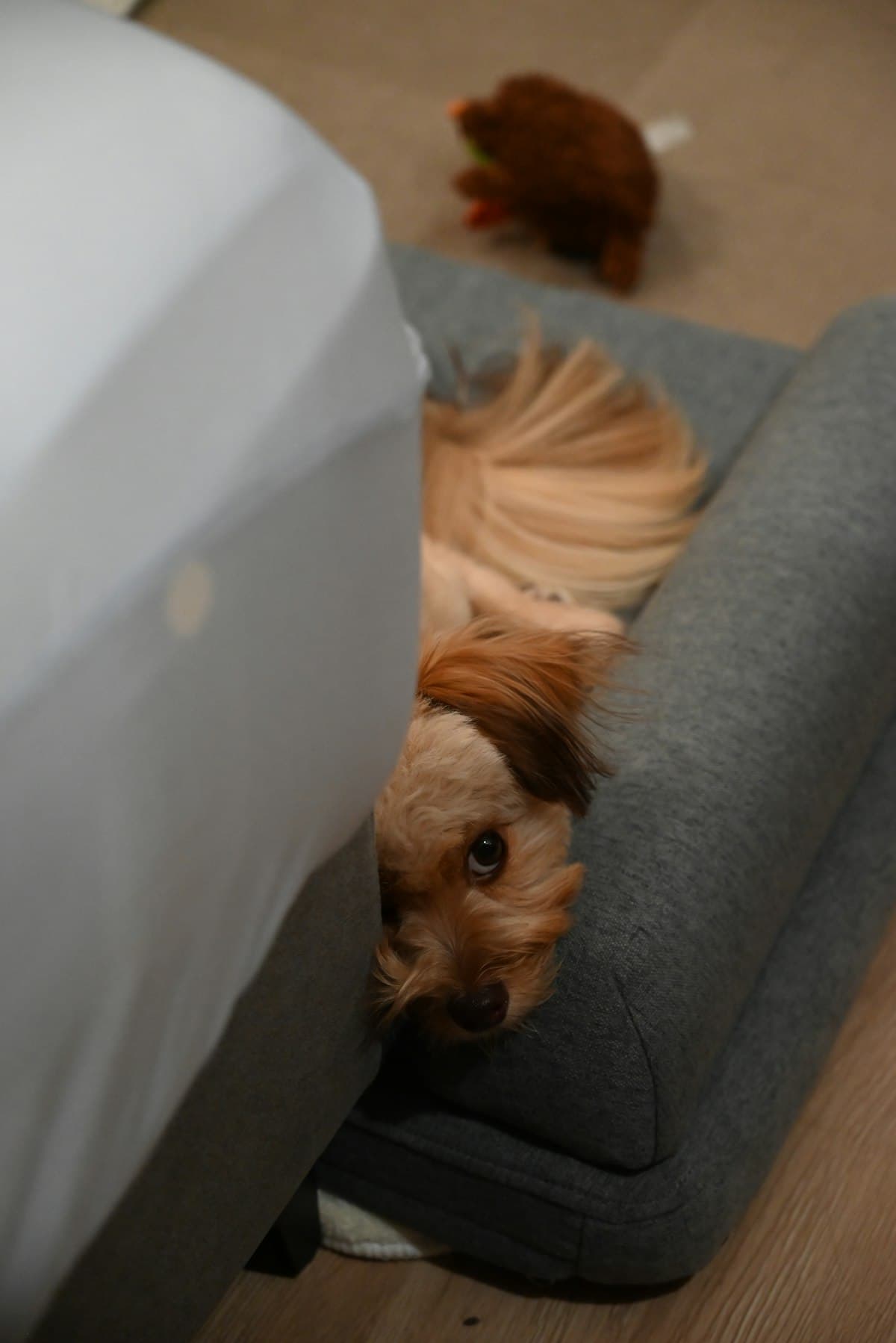 Golden Retriever First 30 Days: Complete New Owner Guide (2026)