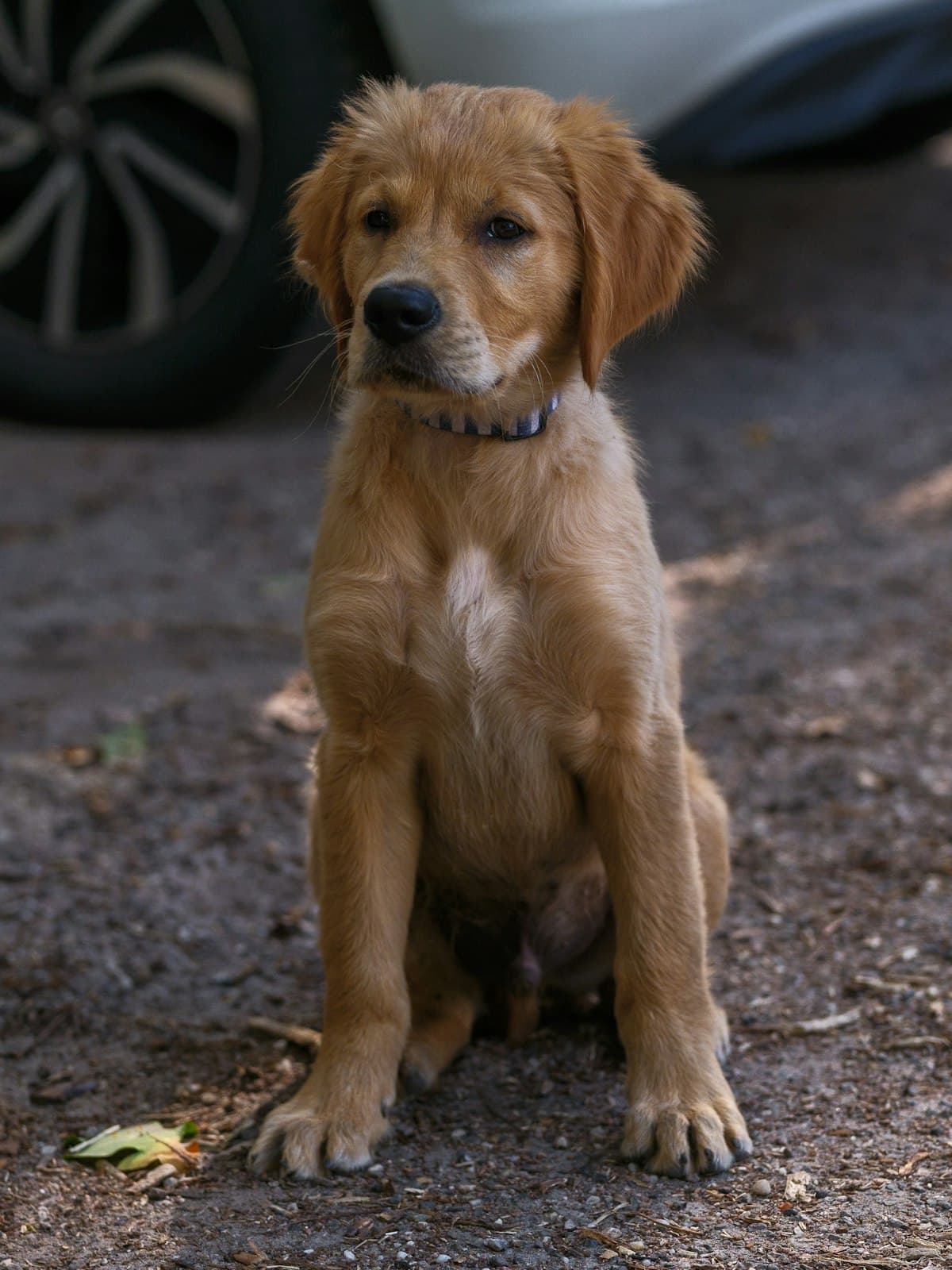 Labrador Retriever First 30 Days: Complete New Owner Guide (2026)