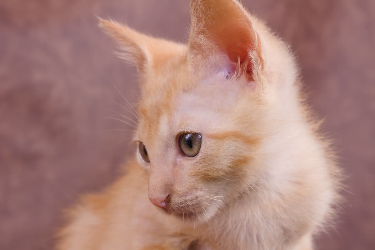 Maine Coon Kitten First 30 Days: Complete New Owner Guide (2026)