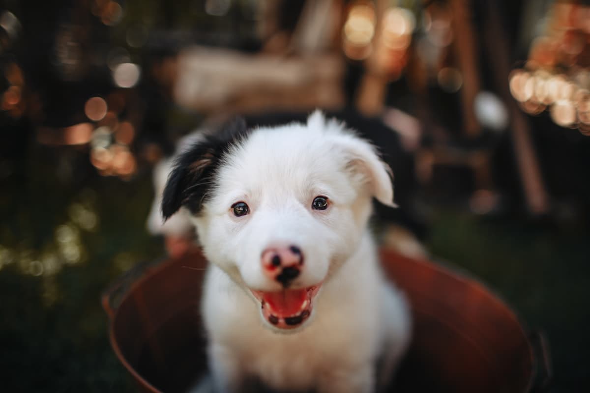 Pembroke Welsh Corgi First 30 Days: Complete New Owner Guide (2026)