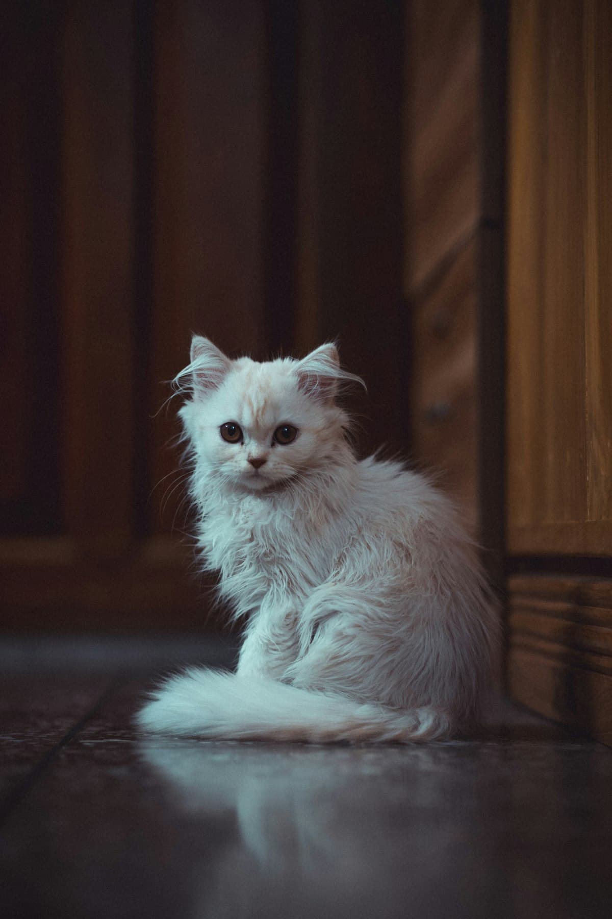 Persian Kitten First 30 Days: Complete New Owner Guide (2026)