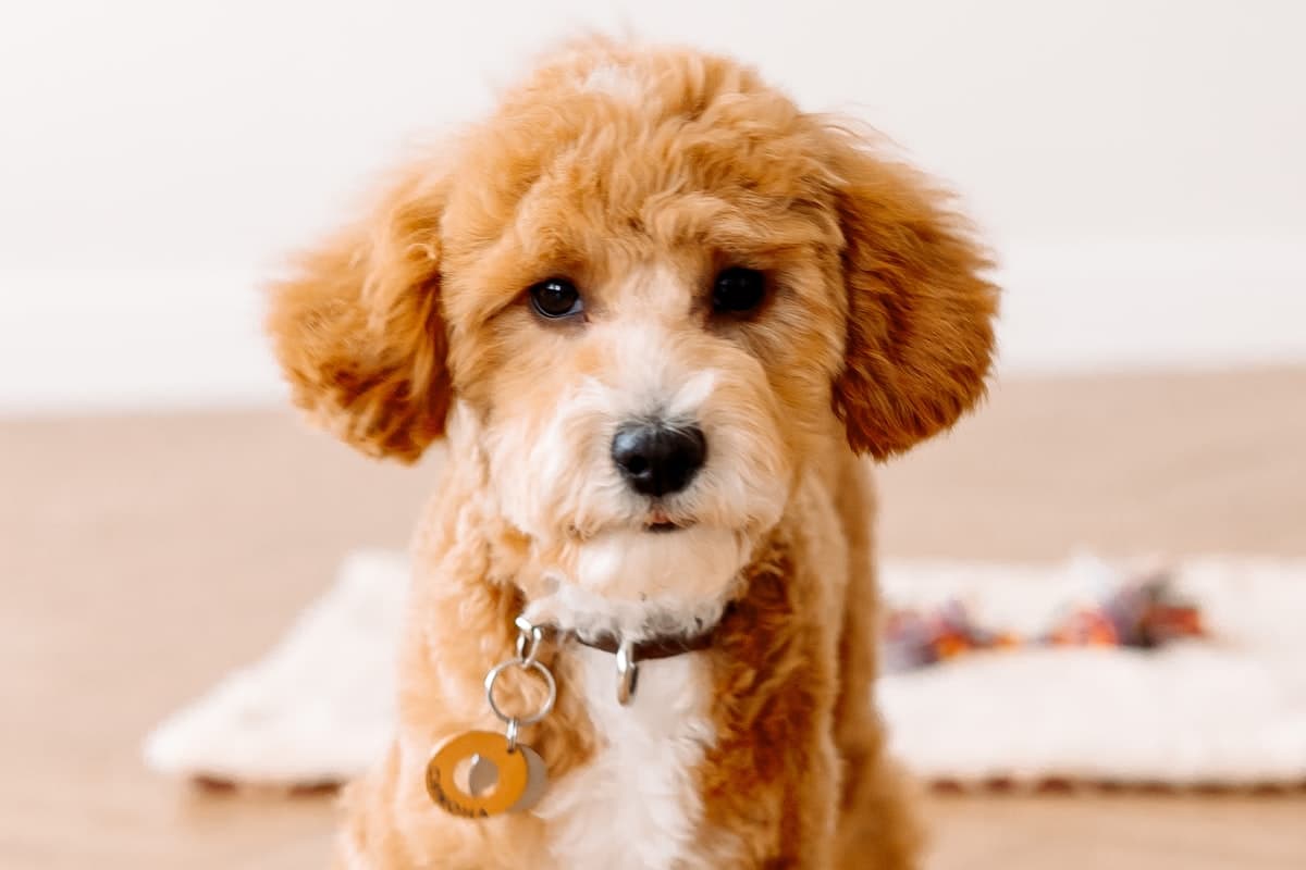 Poodle First 30 Days: Complete New Owner Guide (2026)