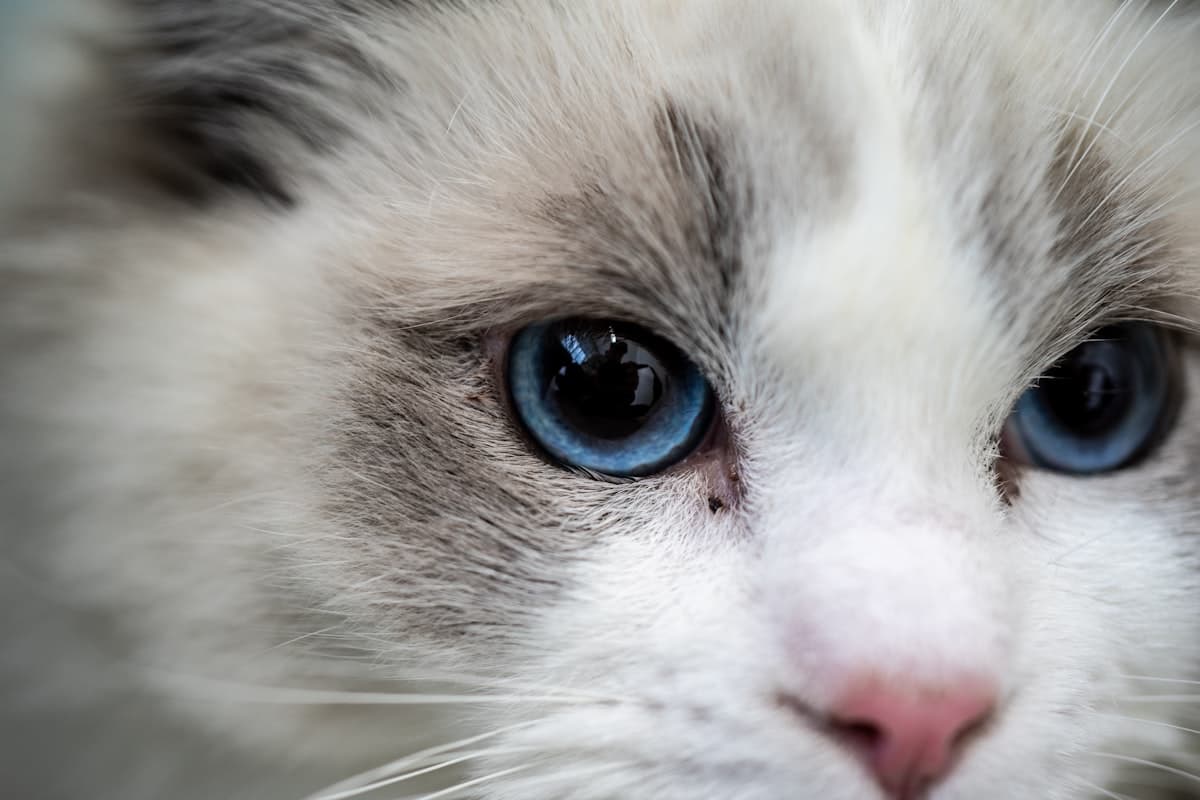 Ragdoll Kitten First 30 Days: Complete New Owner Guide (2026)