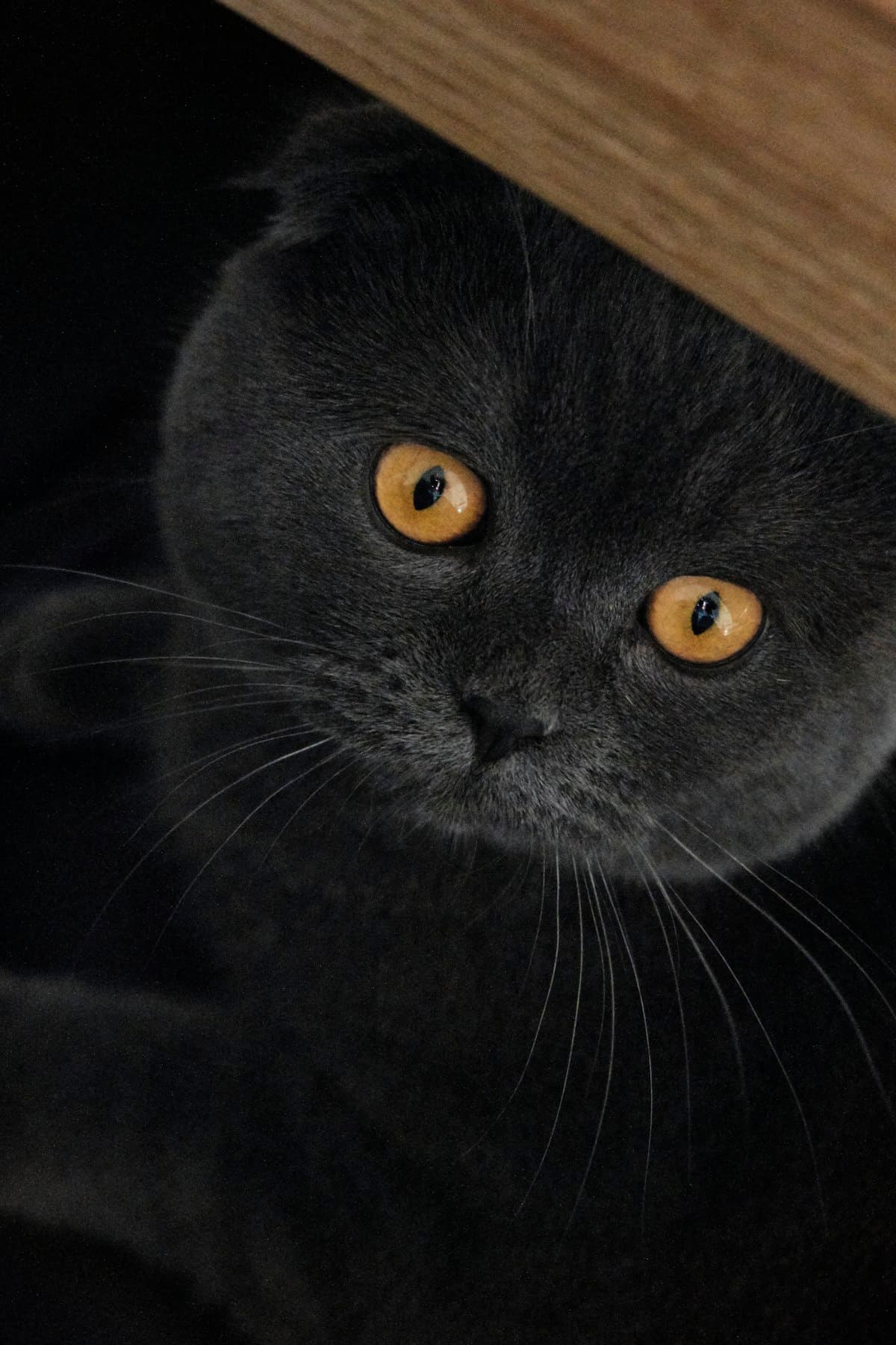 Scottish Fold Kitten First 30 Days: Complete New Owner Guide (2026)