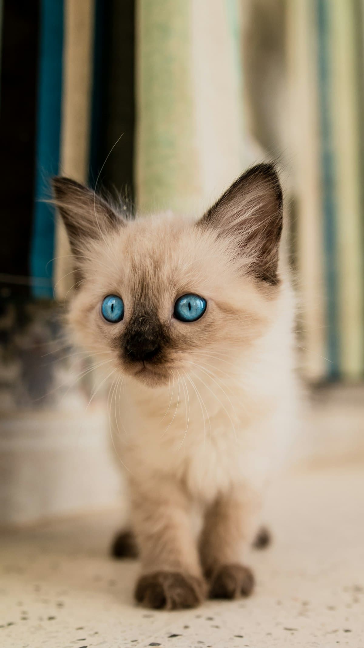 Siamese Kitten First 30 Days: Complete New Owner Guide (2026)