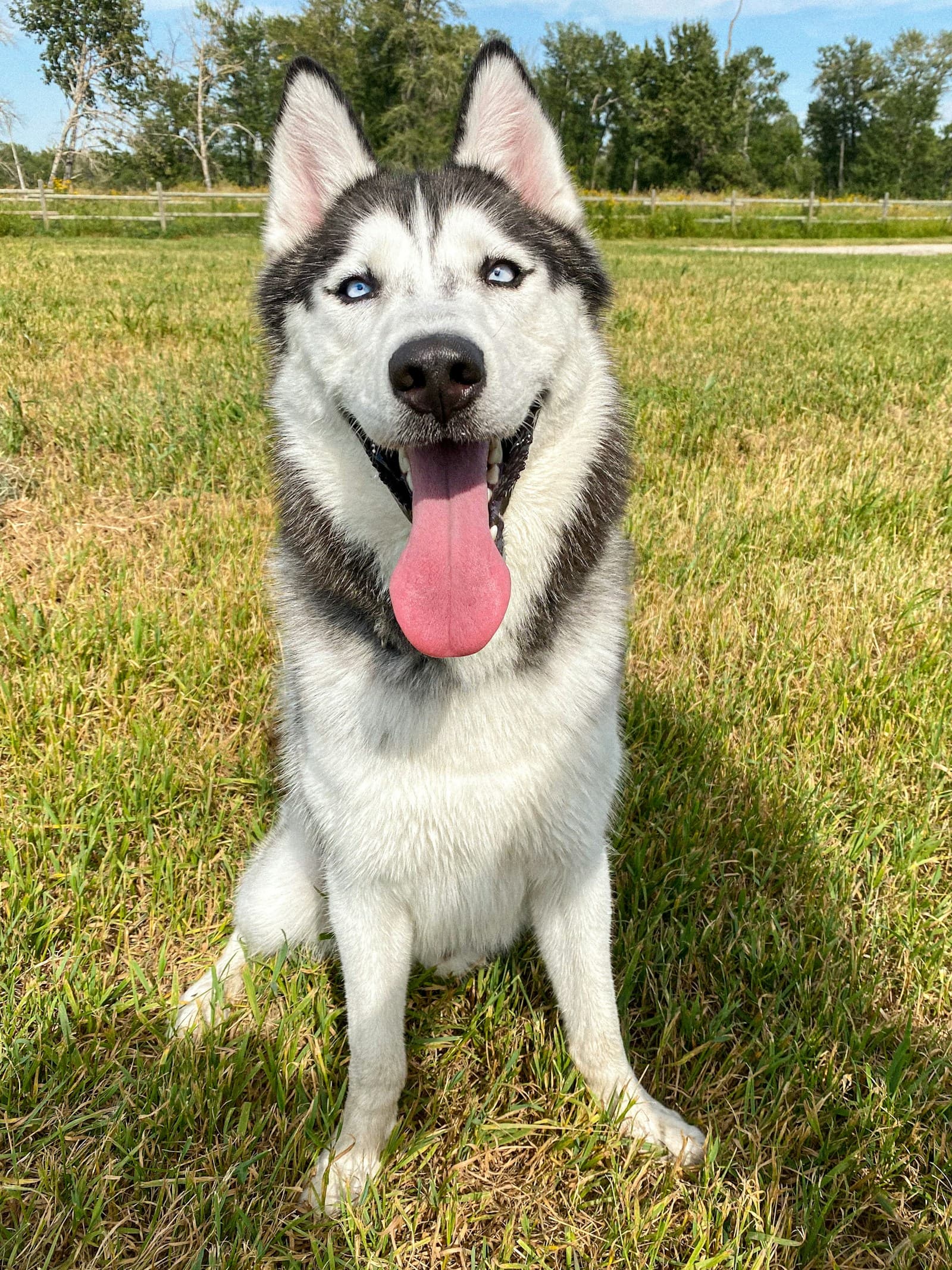 Siberian Husky First 30 Days: Complete New Owner Guide (2026)