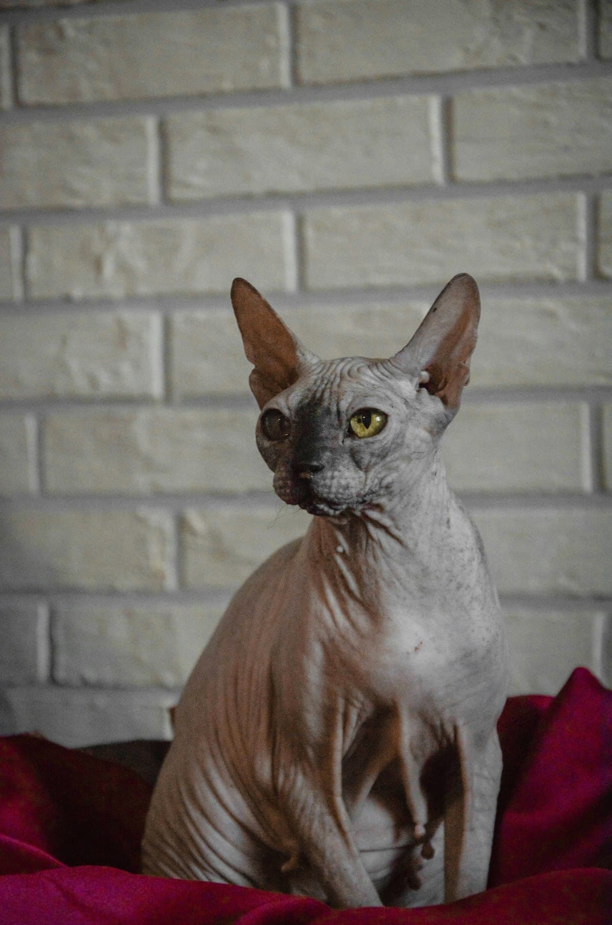 Sphynx Kitten First 30 Days: Complete Hairless Cat Care Guide