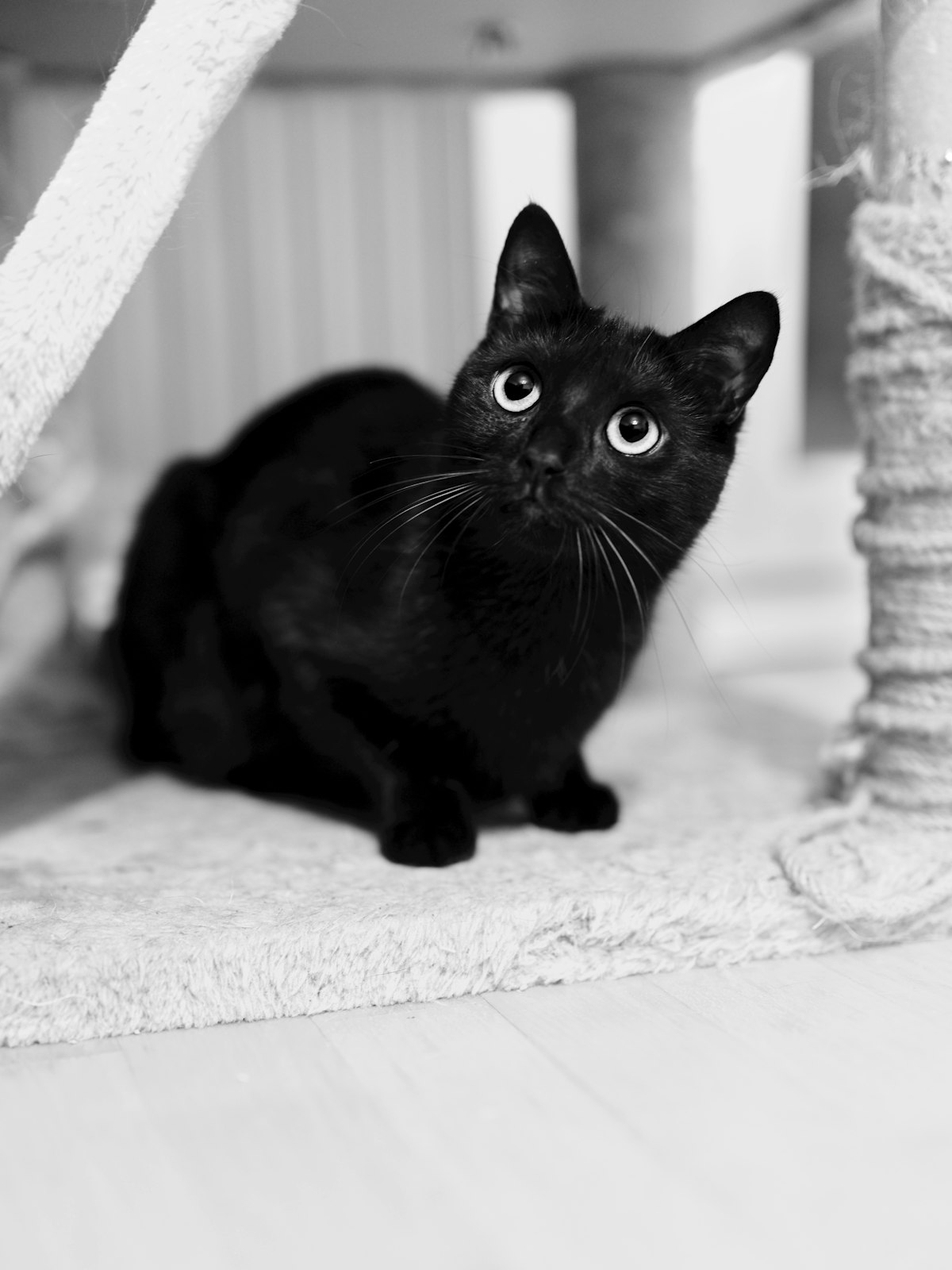 Kitten-proofed room with cat tree near window, scratching post, litter box in corner, and safe toys 