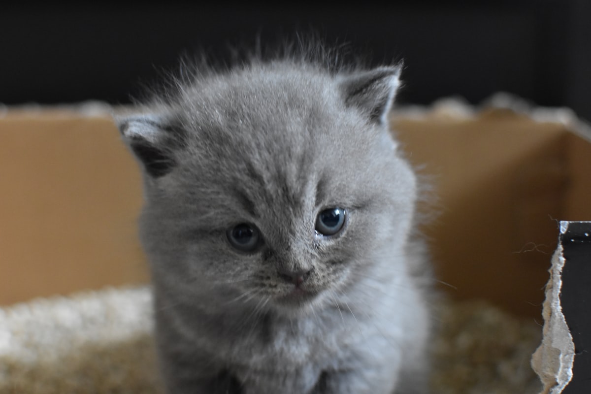 American Shorthair kitten using a low-sided litter box, demonstrating proper technique