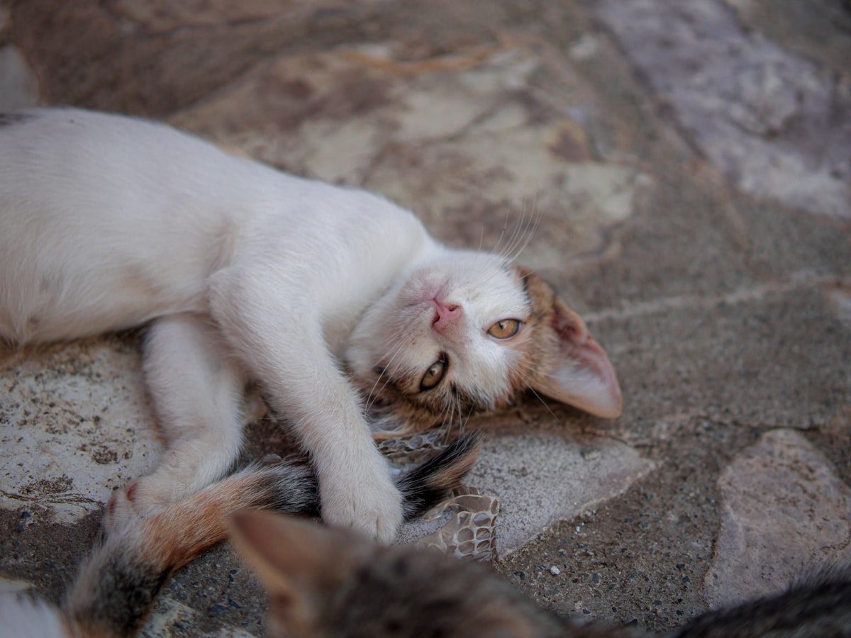 Person gently brushing a silver tabby American Shorthair kitten, kitten appearing relaxed and conten