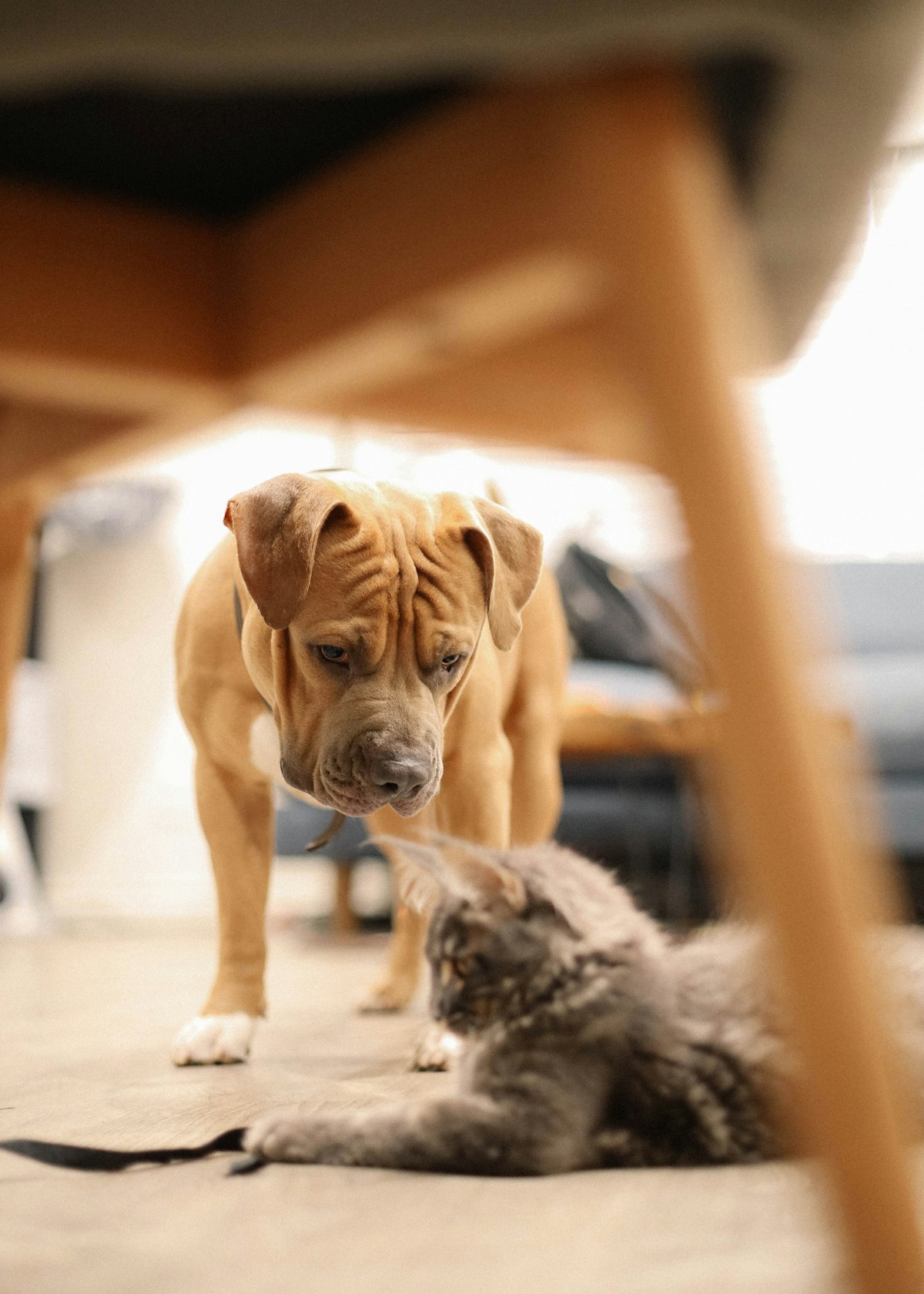 American Shorthair kitten confidently meeting a gentle golden retriever, supervised by owner, kitten