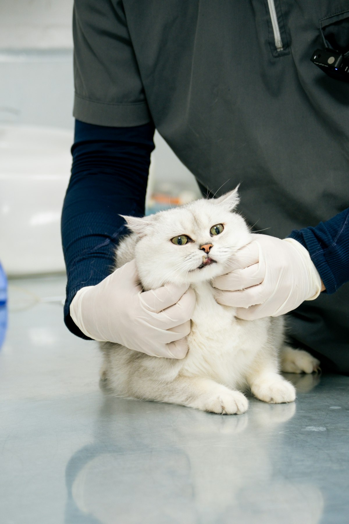 Veterinarian examining an American Shorthair kitten, checking ears, while kitten remains calm on exa