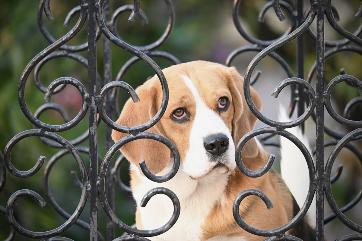 Beagle puppy with tricolor coat, floppy ears, and soulful brown eyes looking at camera