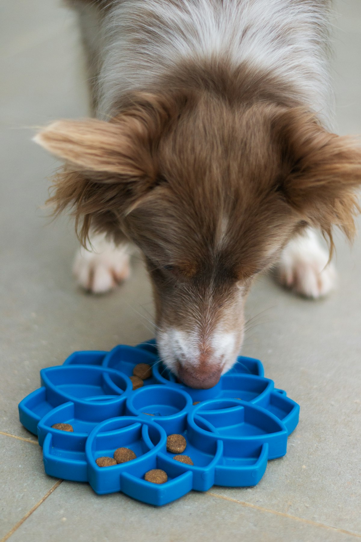 Beagle puppy eating from a slow-feeder bowl