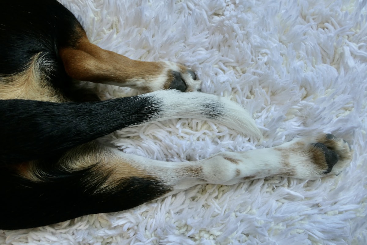 Beagle puppy engaged in scent work with a snuffle mat