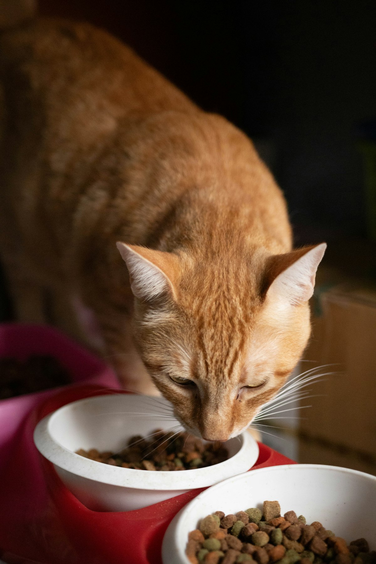 British Shorthair kitten with food bowl, looking dignified