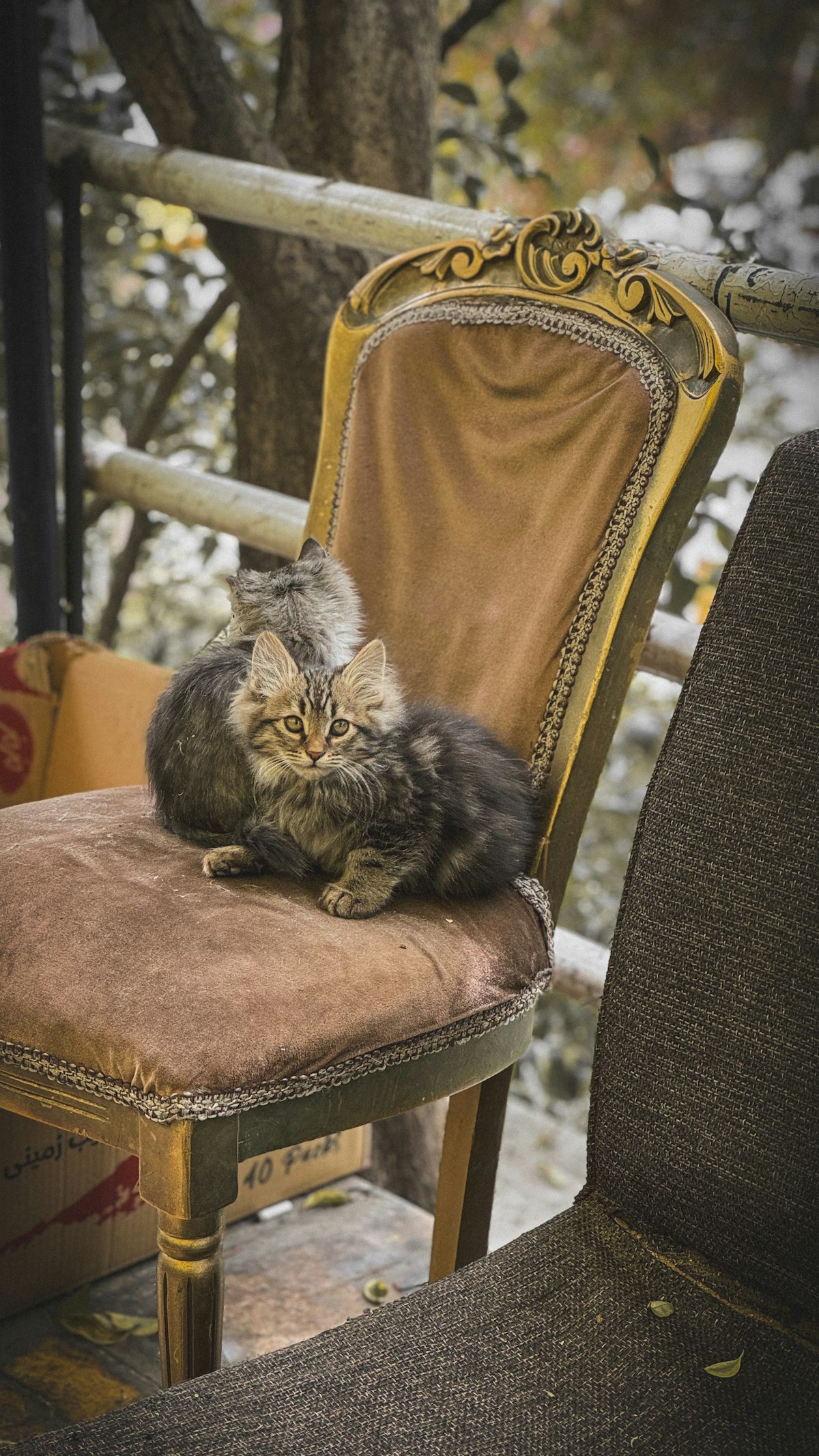 British Shorthair kitten sitting contentedly near their owner