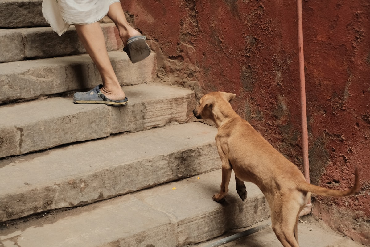 Dachshund puppy using a ramp to access furniture
