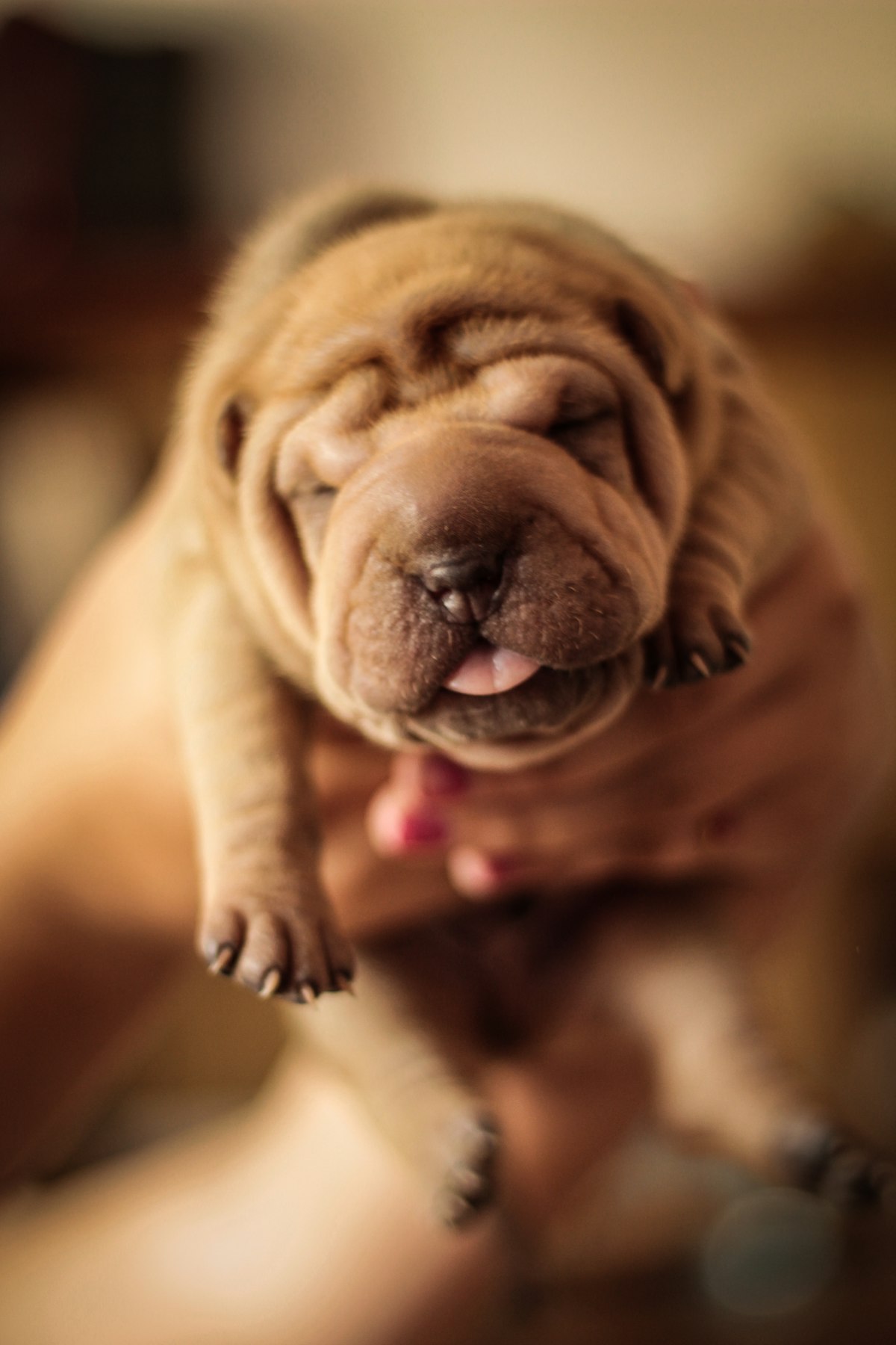 English Bulldog puppy sitting with characteristic wrinkly face and underbite, looking directly at ca