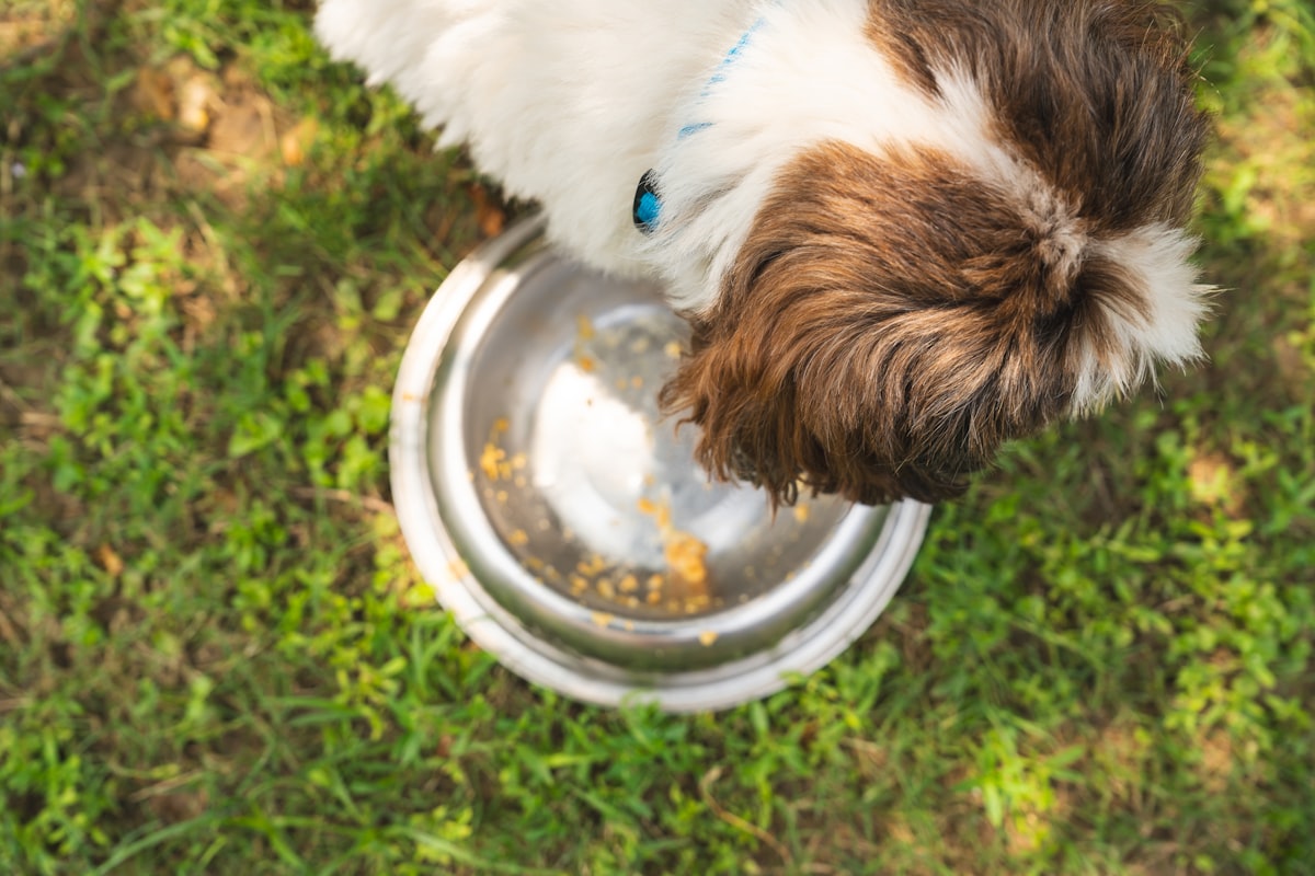 English Bulldog puppy eating from a slow-feeder bowl