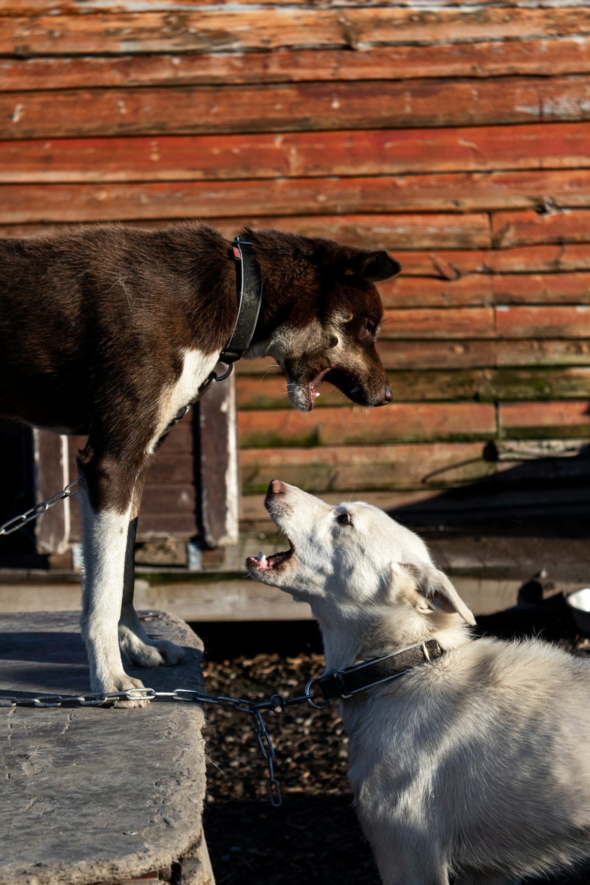 English Bulldog puppy meeting another dog in a controlled, calm setting