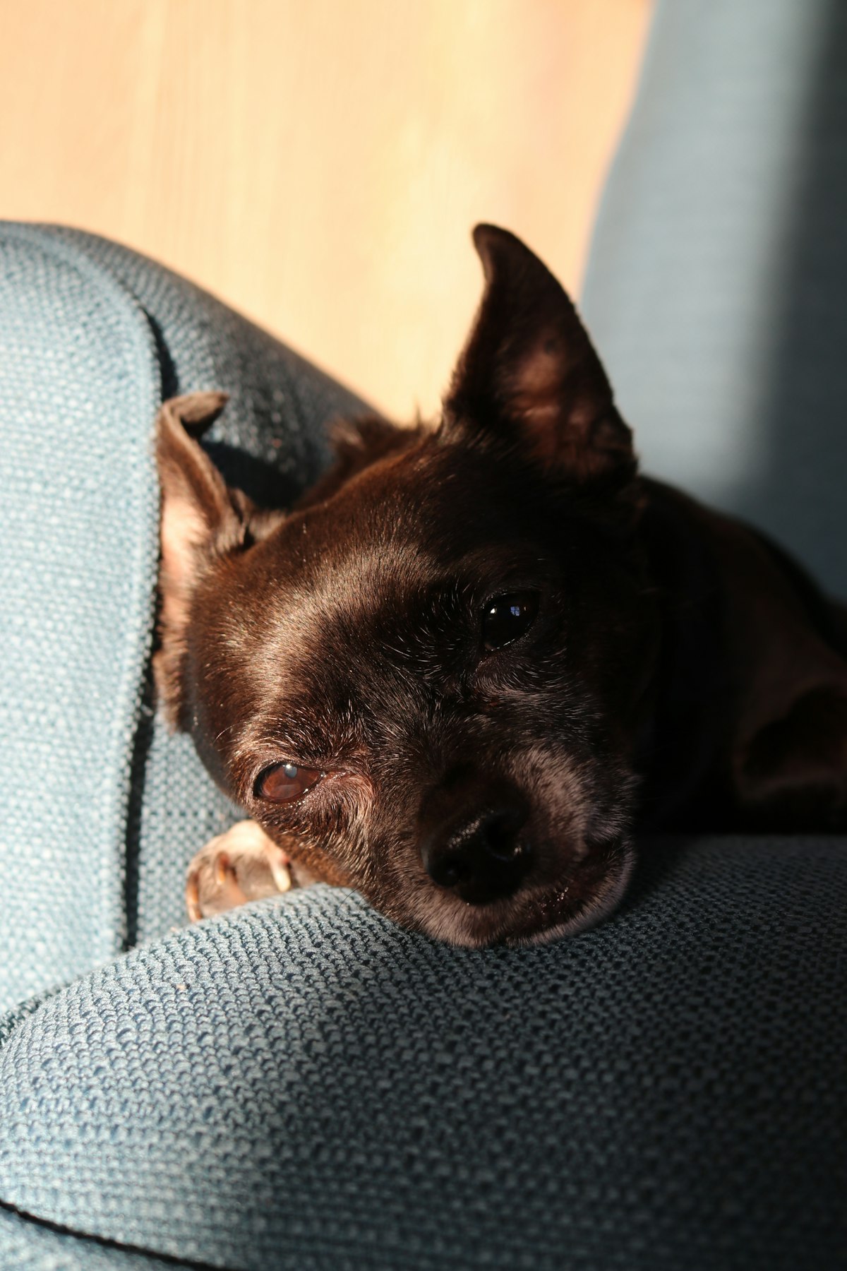 French Bulldog puppy with signature bat ears sitting on a soft cushion, looking directly at camera w