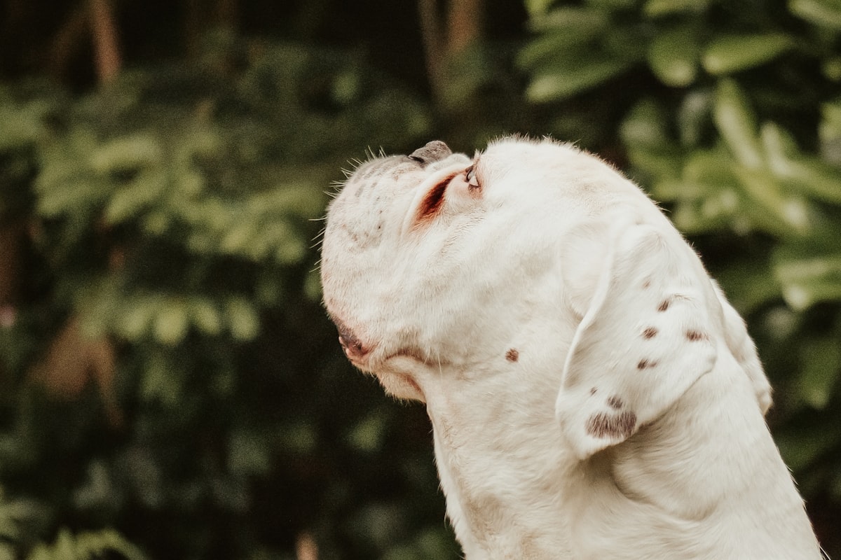 Close-up of French Bulldog puppy's face being gently cleaned around the wrinkles with a soft cloth
