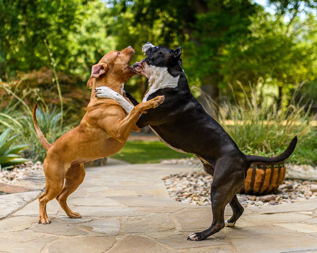 French Bulldog puppy in a pet stroller meeting a friendly adult dog, with owner supervising the inte