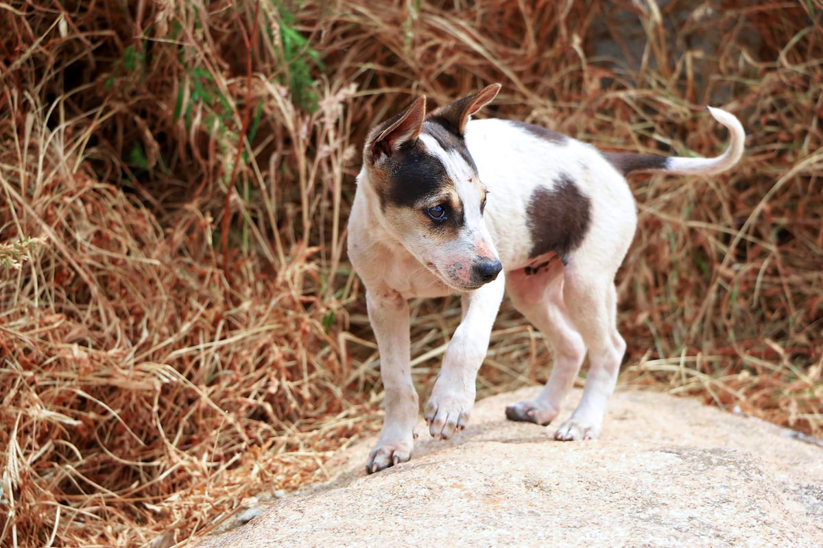French Bulldog puppy being examined by a veterinarian, with owner holding and comforting the puppy