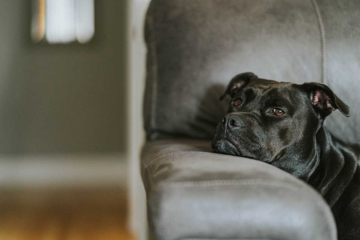 Happy adult French Bulldog relaxing on a couch with their owner, showcasing the close bond after suc