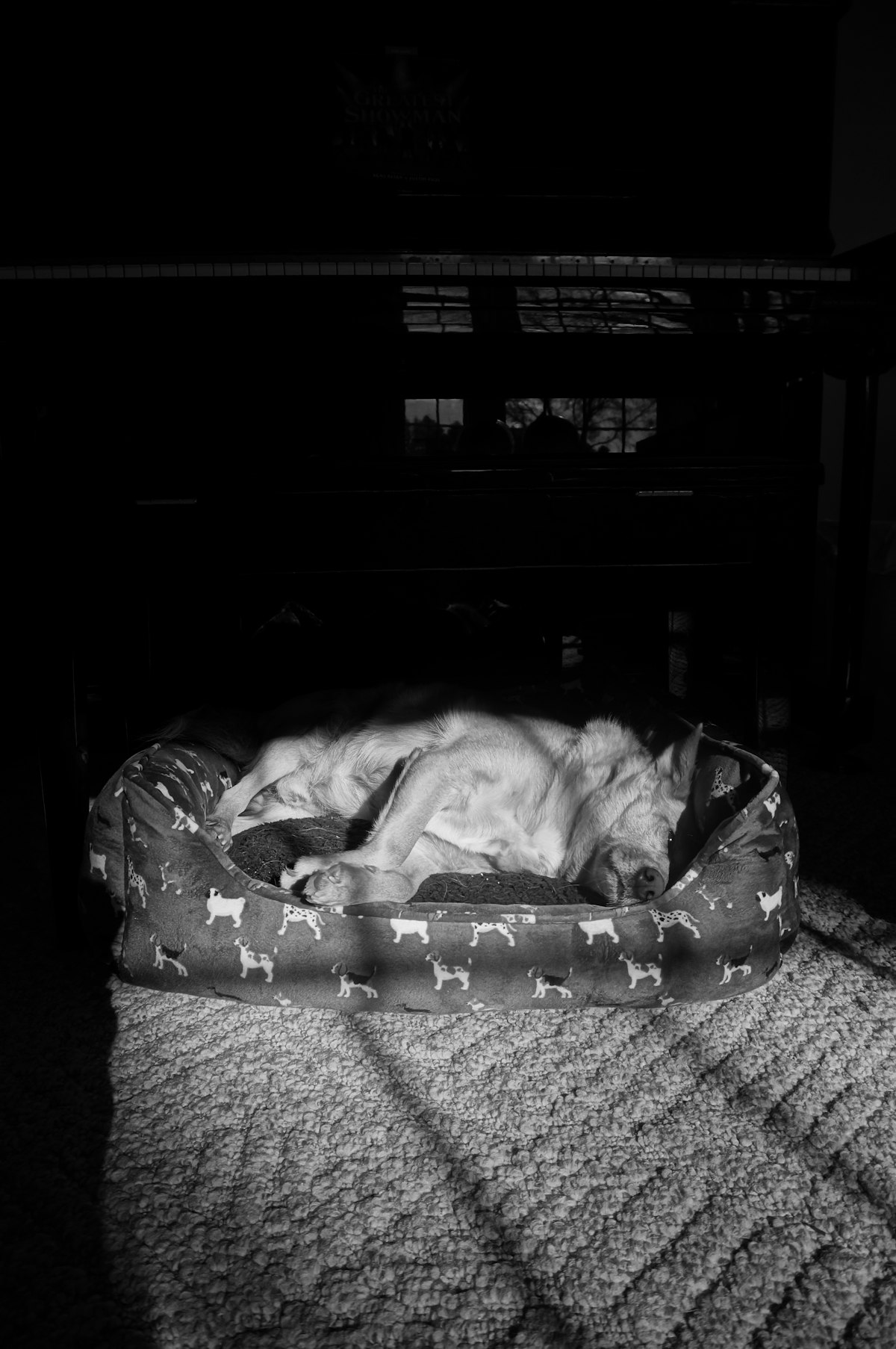 German Shepherd puppy sleeping peacefully in a crate with a soft blanket and chew toy