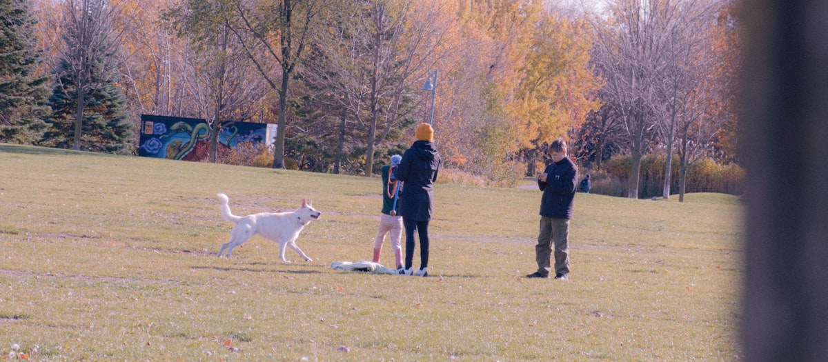 Happy adult German Shepherd sitting proudly next to their owner in a park, showing the result of pro
