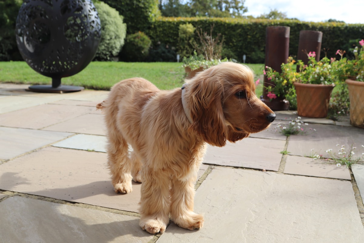 Golden Retriever puppy with fluffy golden fur sitting in a sunny backyard, tongue out in classic 
