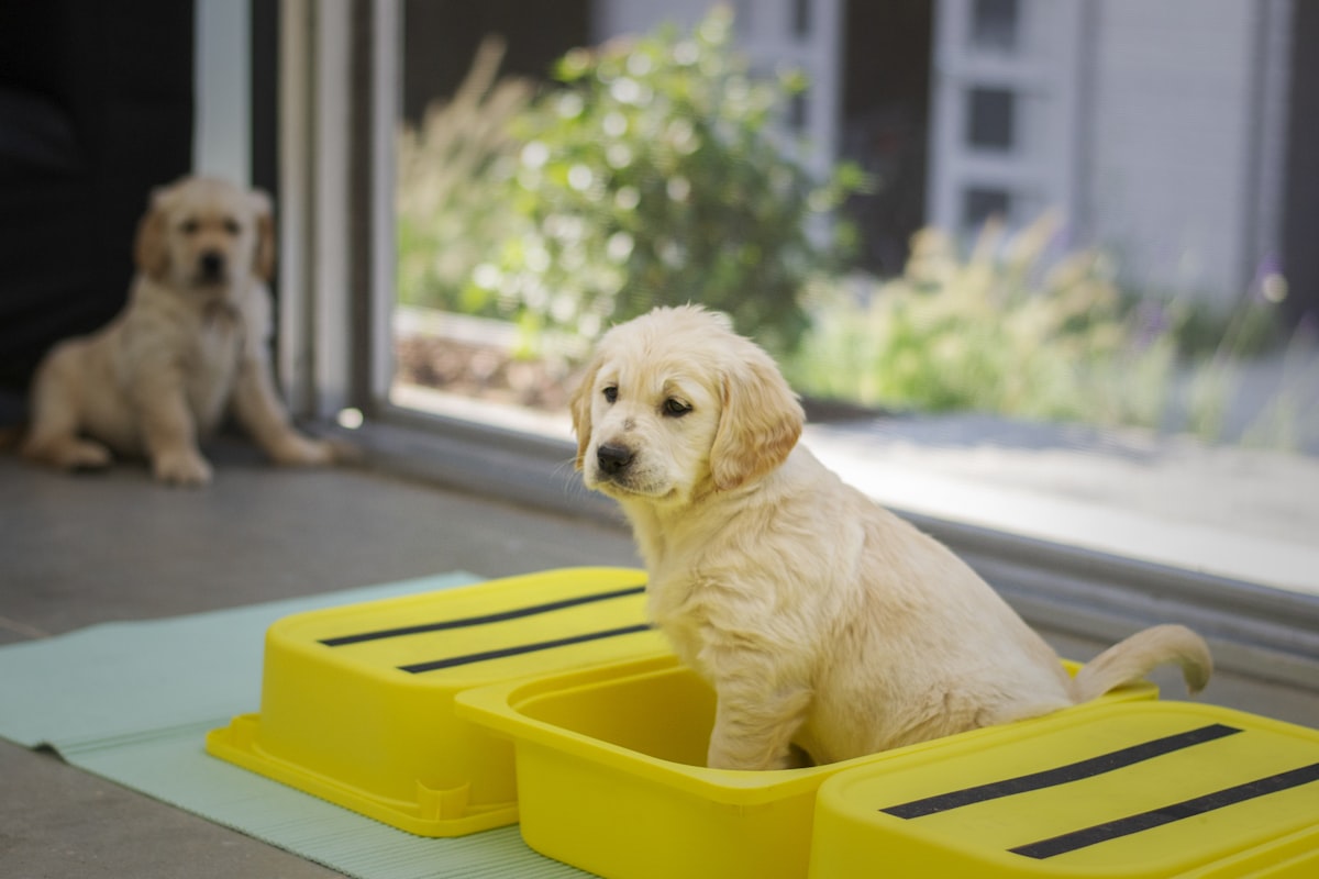Well-organized puppy station with crate, water bowl, toys, and grooming supplies ready for a Golden 