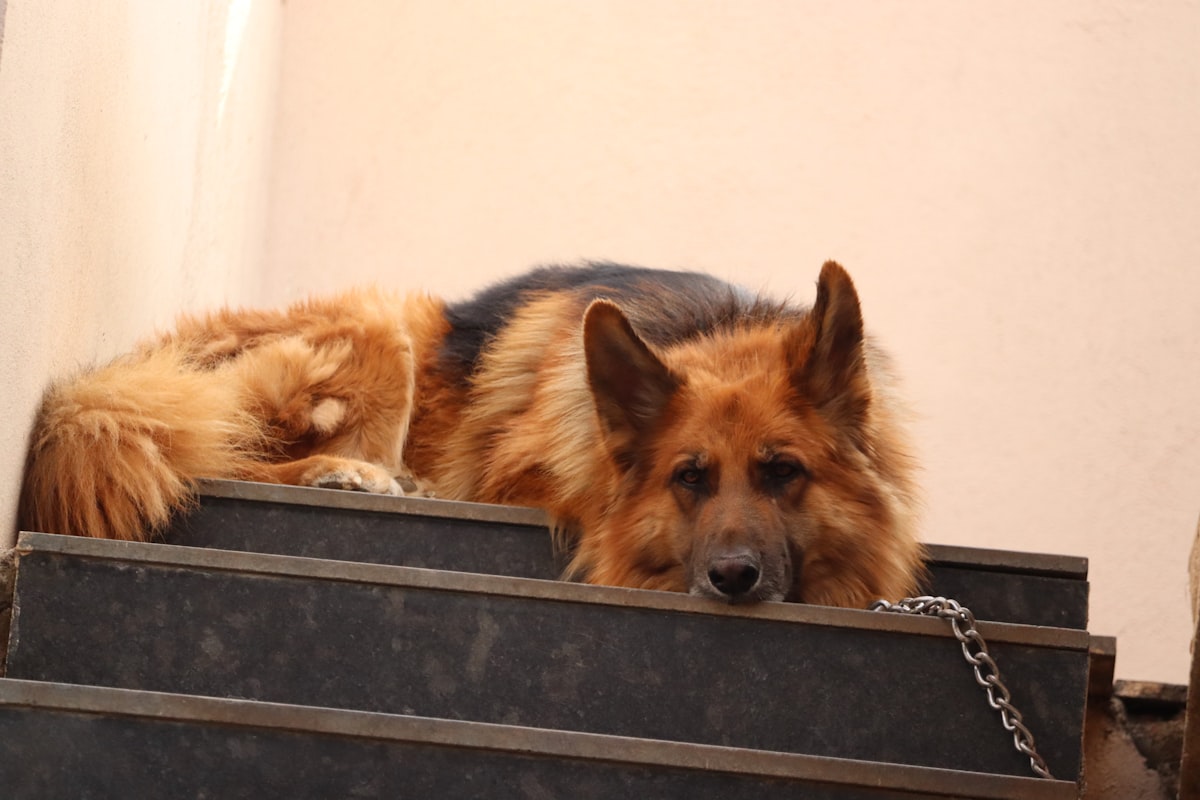 Golden Retriever puppy sleeping peacefully in a crate lined with a soft blanket and a stuffed toy