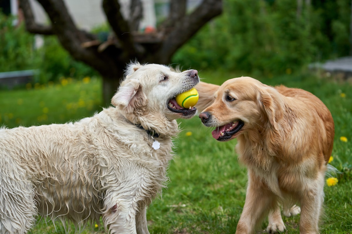 Golden Retriever puppy meeting a calm adult dog in a supervised backyard setting