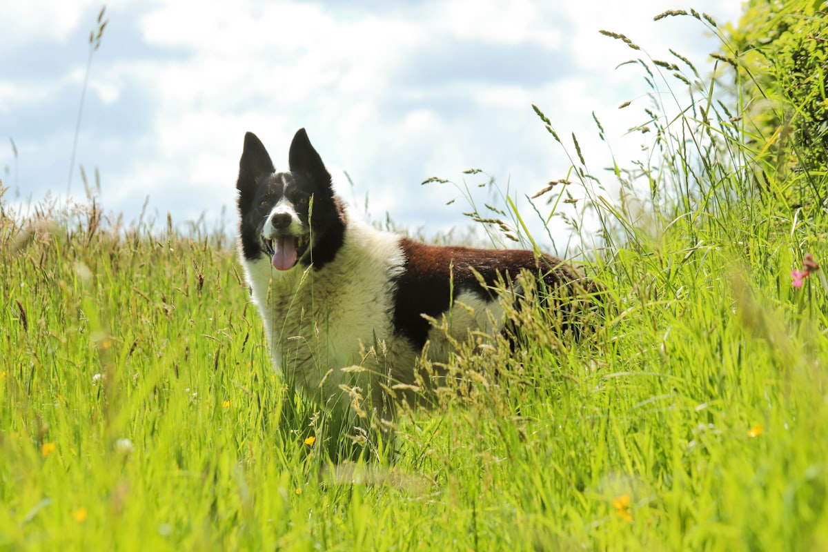 Happy adult Golden Retriever running joyfully through a grassy field, embodying the breed's signatur