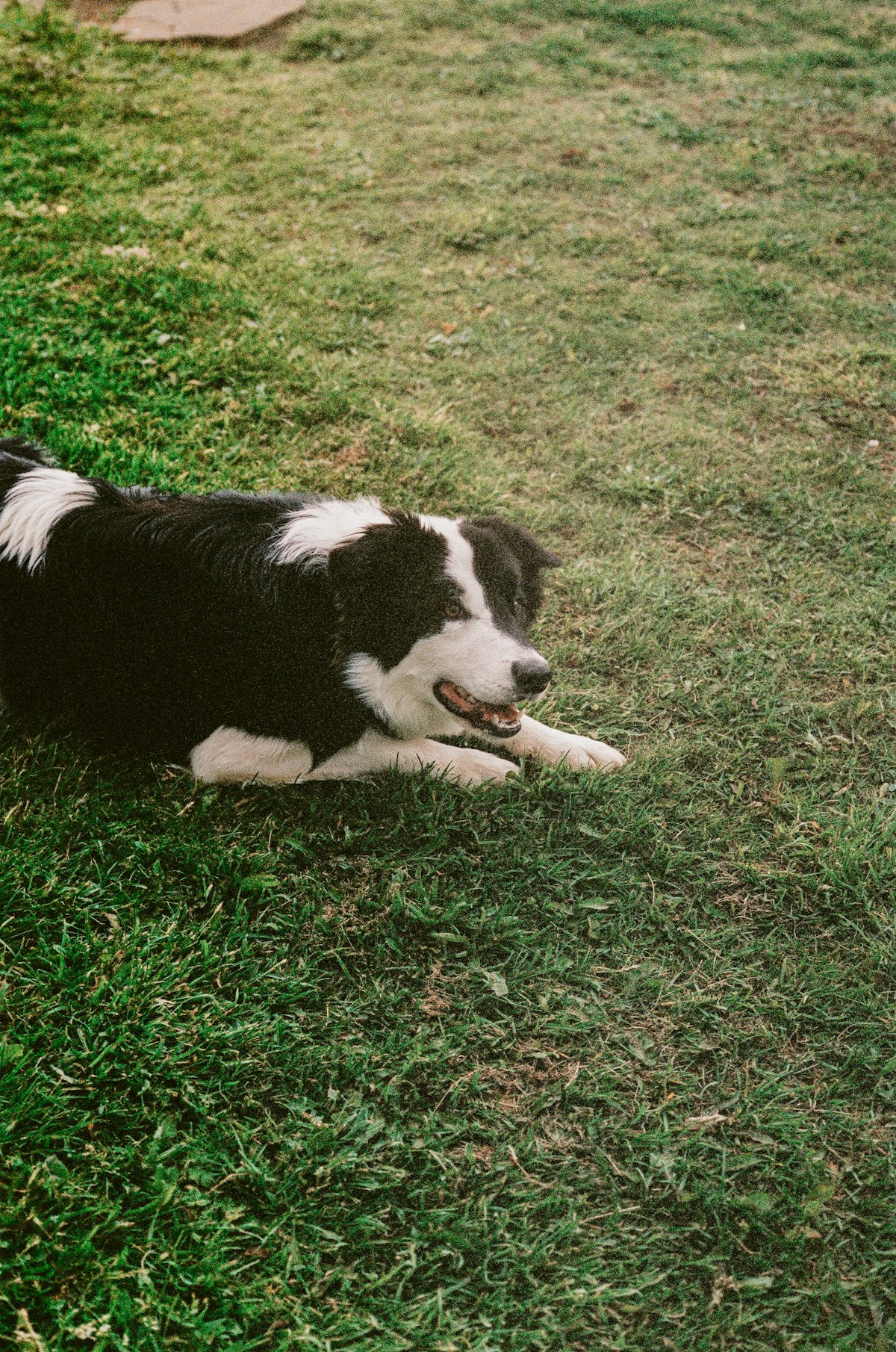 Labrador puppy playing fetch on grass with owner, demonstrating appropriate low-impact exercise