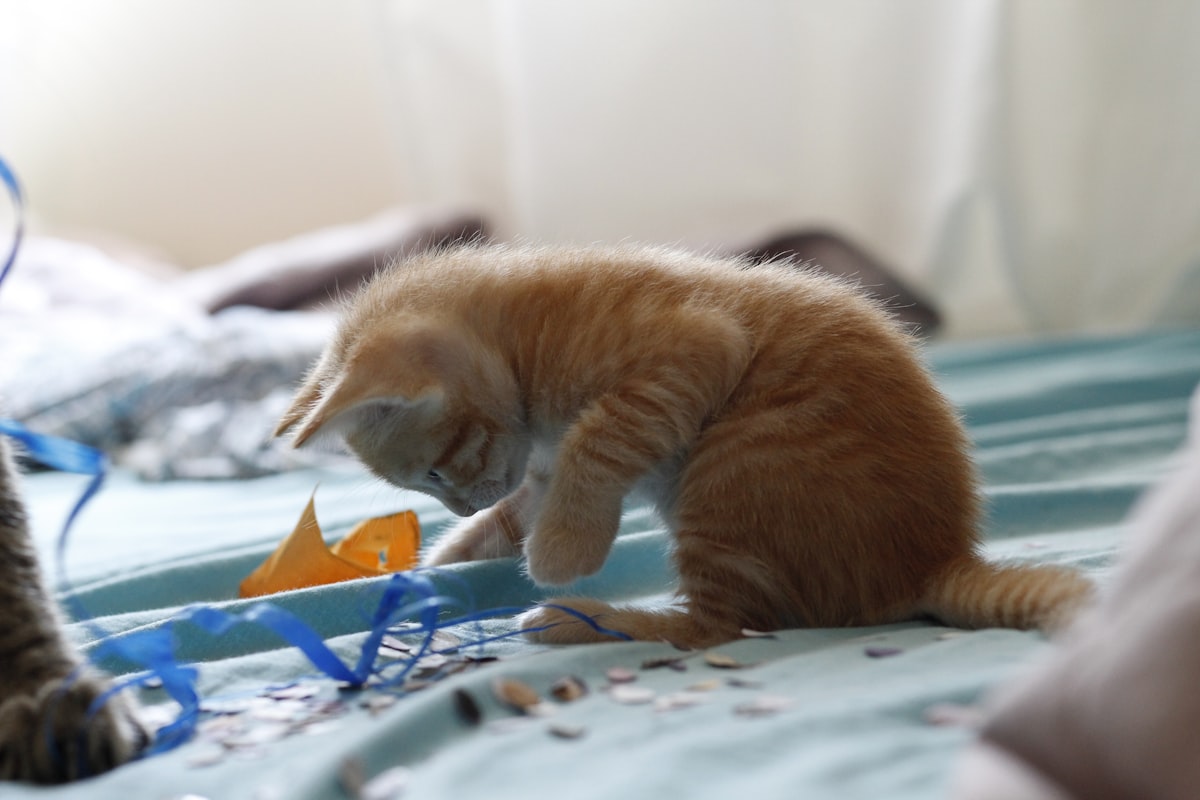Maine Coon kitten playing with a wand toy