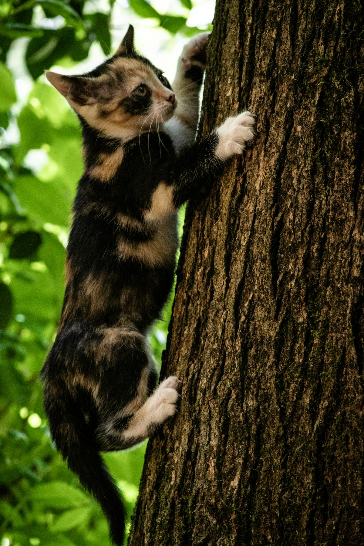 Maine Coon kitten exploring a tall cat tree