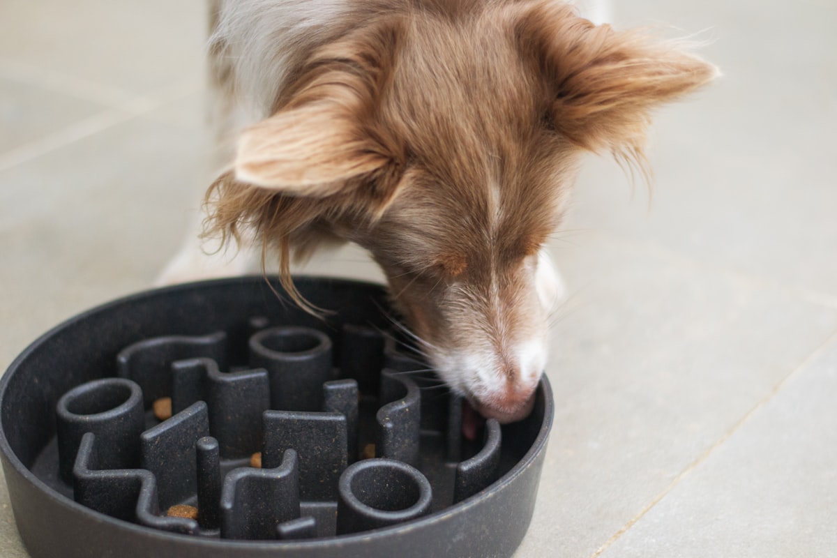 Corgi puppy eating from a slow-feeder bowl with owner nearby measuring portion size