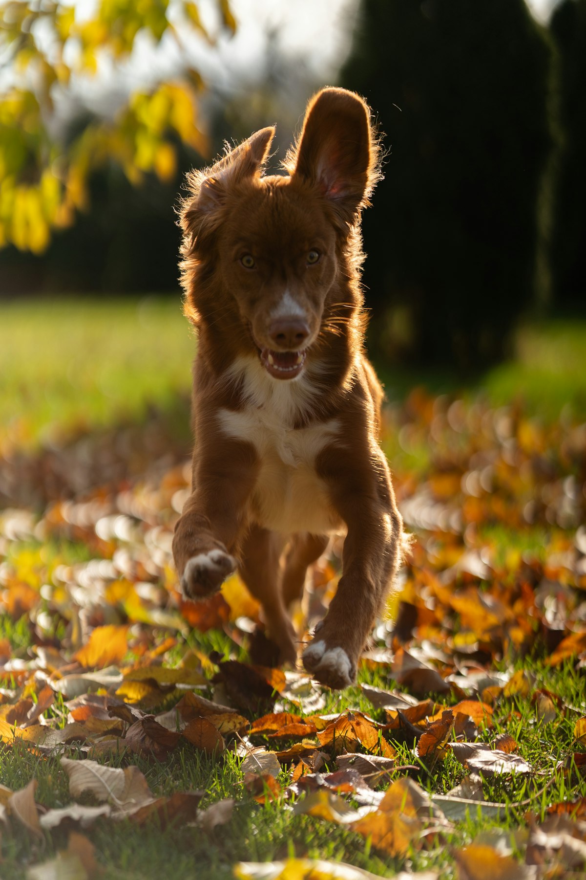 Corgi puppy playing with a flirt pole in the backyard, channeling herding energy appropriately