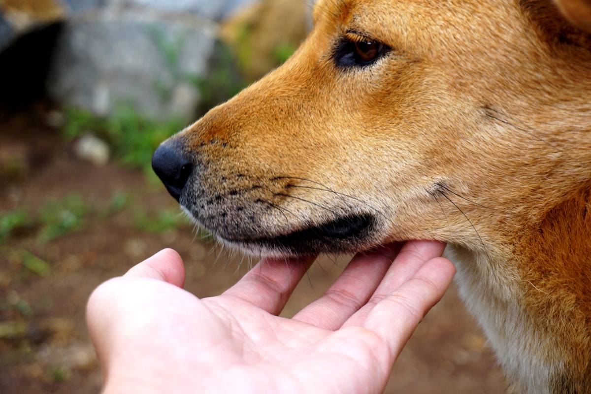 Owner brushing a Corgi puppy while puppy chews a Kong toy, demonstrating positive grooming associati